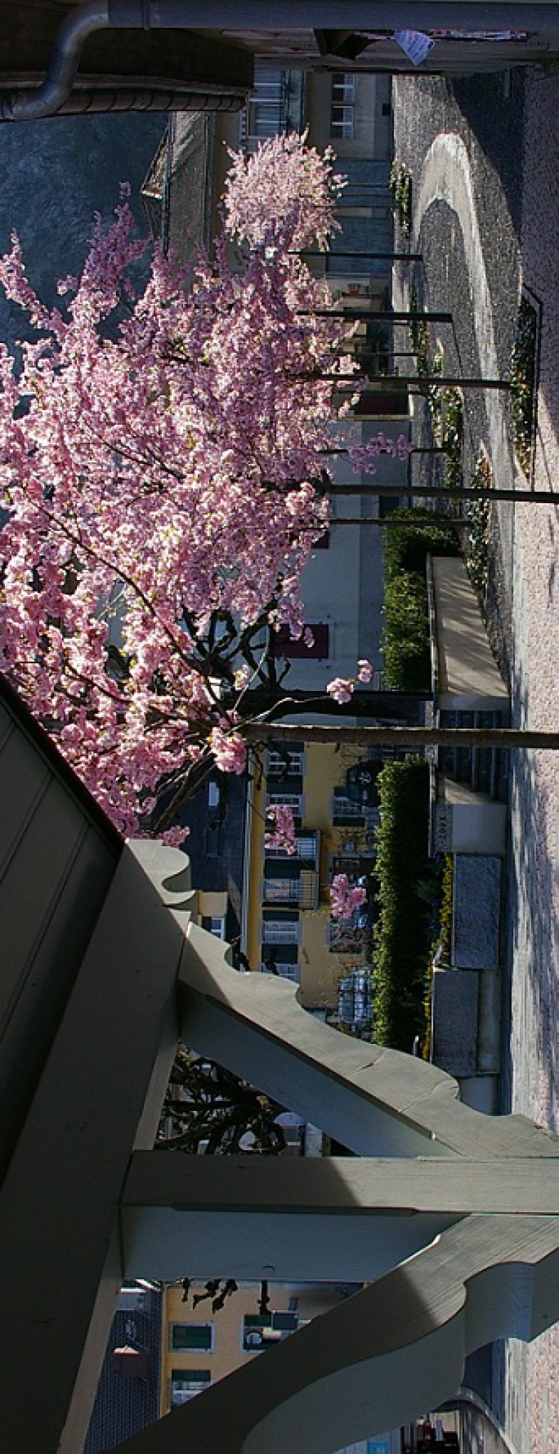 Rue des Salines en fleur